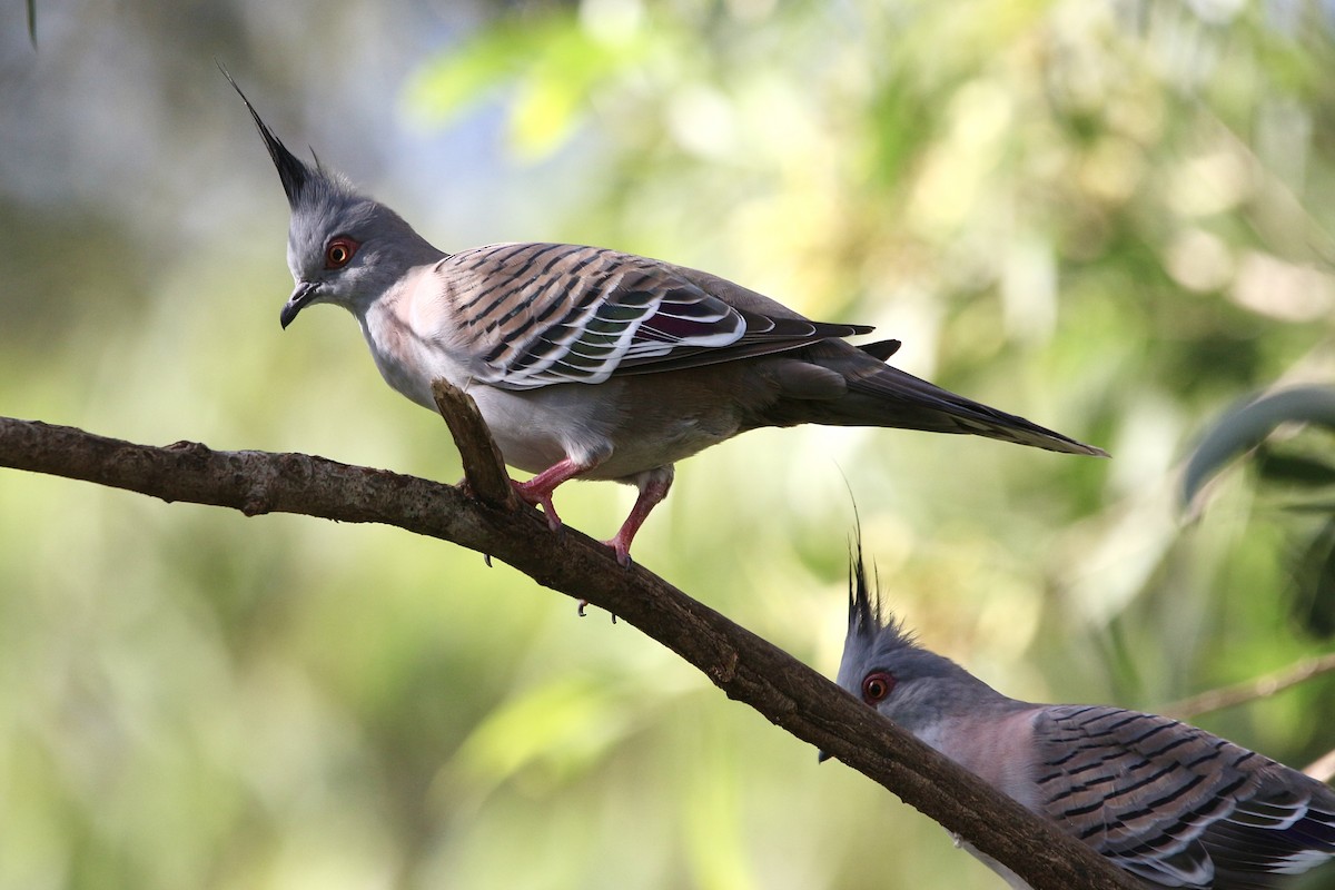 Crested Pigeon - ML443911221