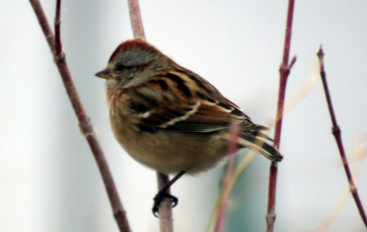 American Tree Sparrow - ML44391211