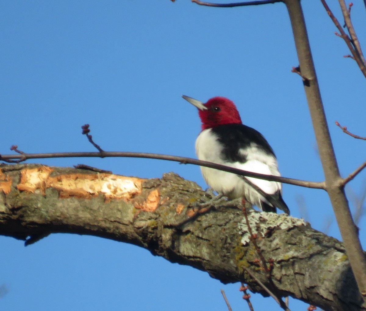 Red-headed Woodpecker - ML44391591