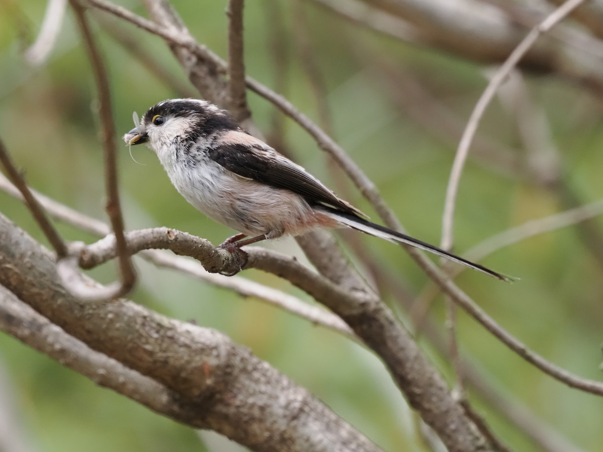 Long-tailed Tit - Inazoh 🍻
