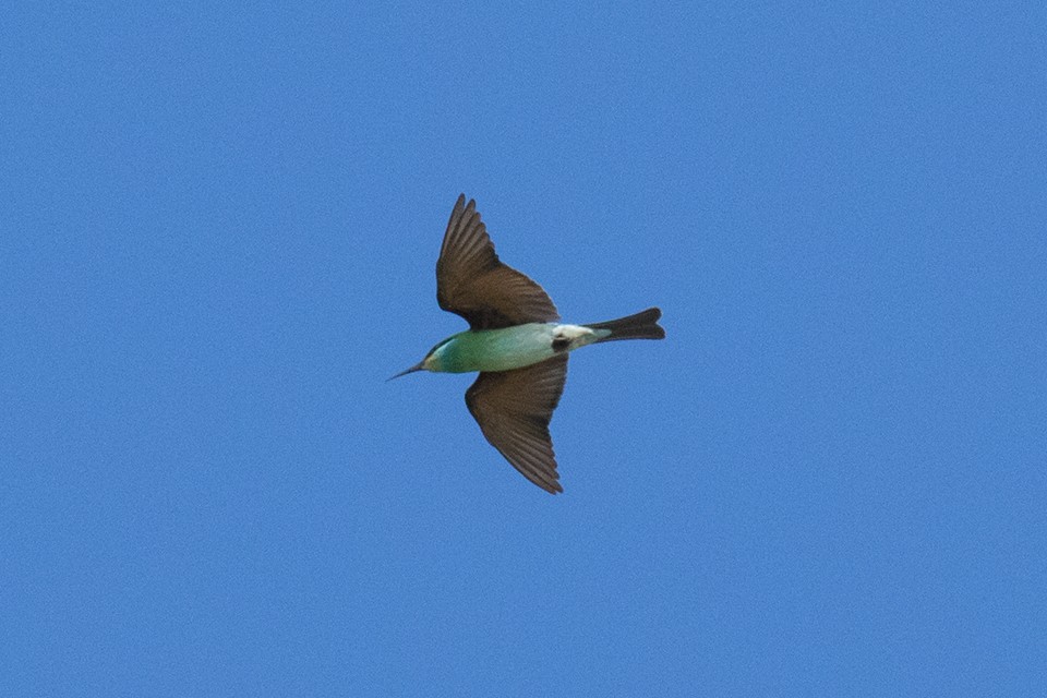 Blue-throated Bee-eater - Wich’yanan Limparungpatthanakij
