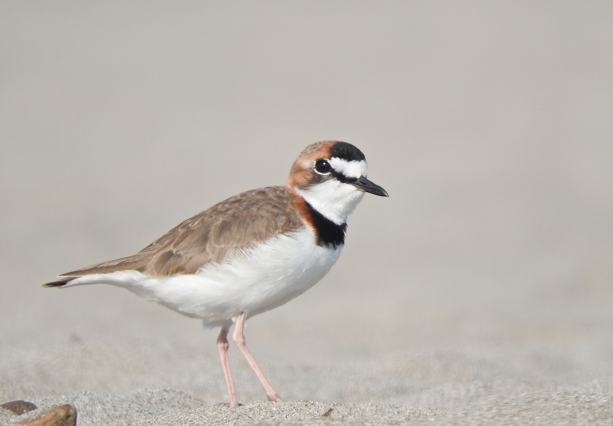 Collared Plover - ML44392221