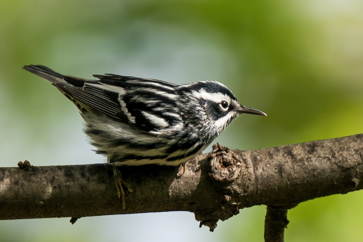 Black-and-white Warbler - ML443922731
