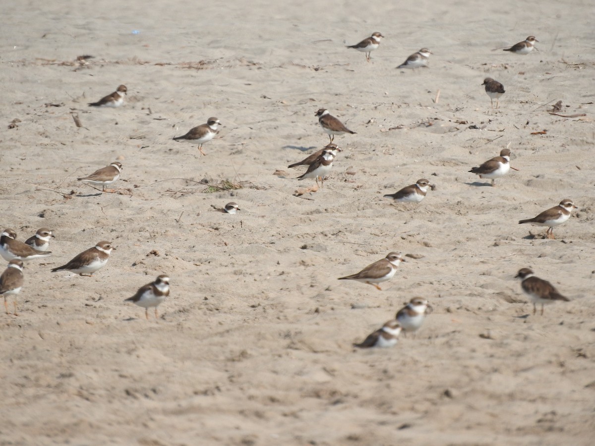 Semipalmated Plover - ML44392761