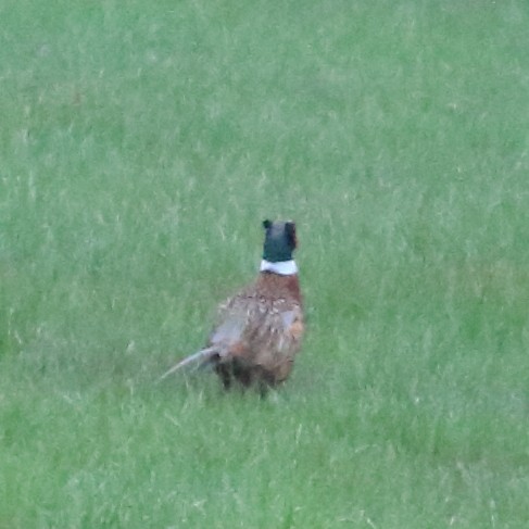 Ring-necked Pheasant - ML443931011