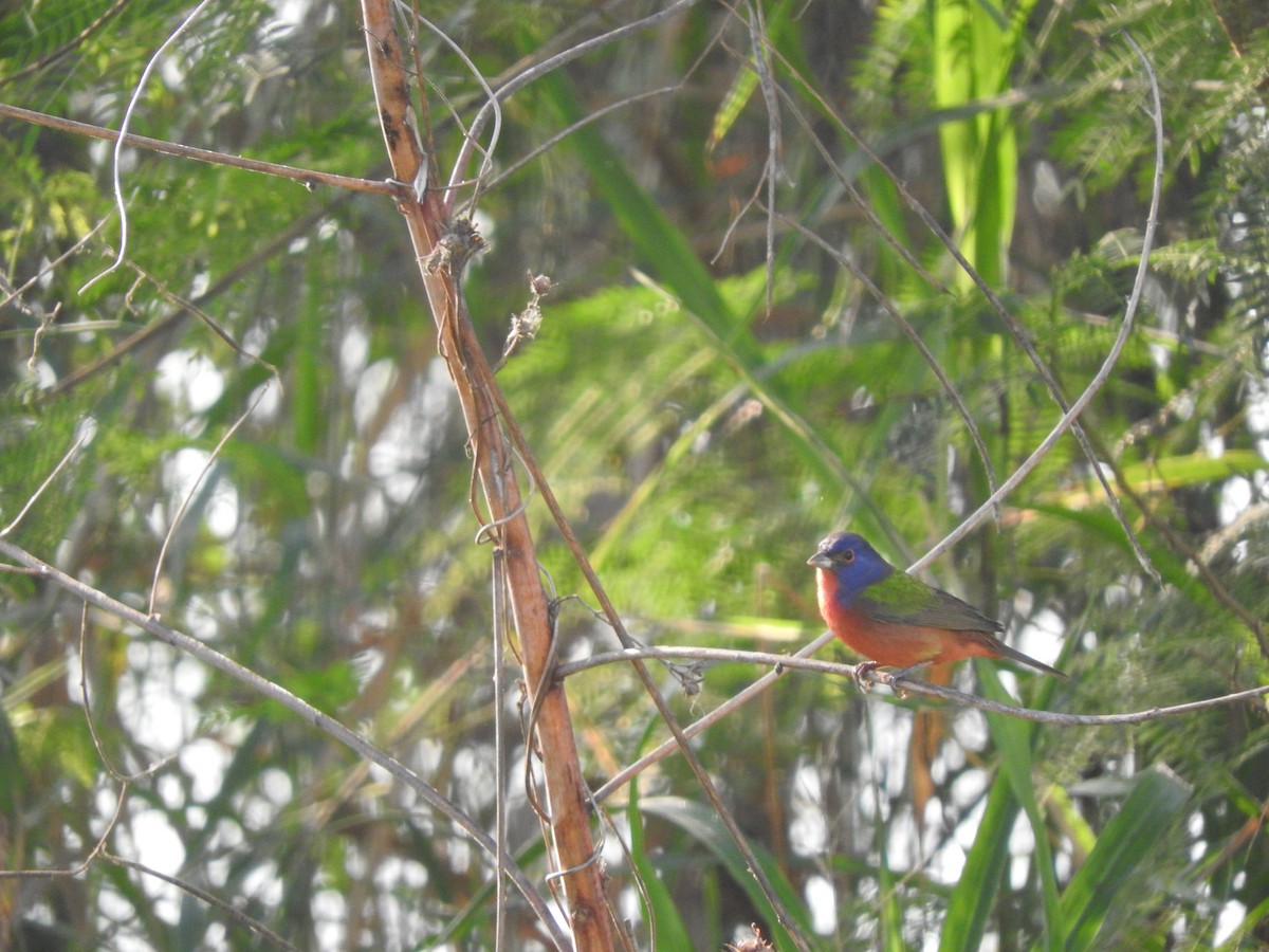 Painted Bunting - ML44393751