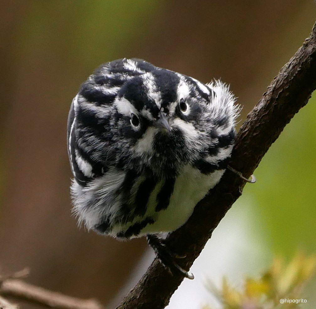Black-and-white Warbler - Francisco Rodriguez