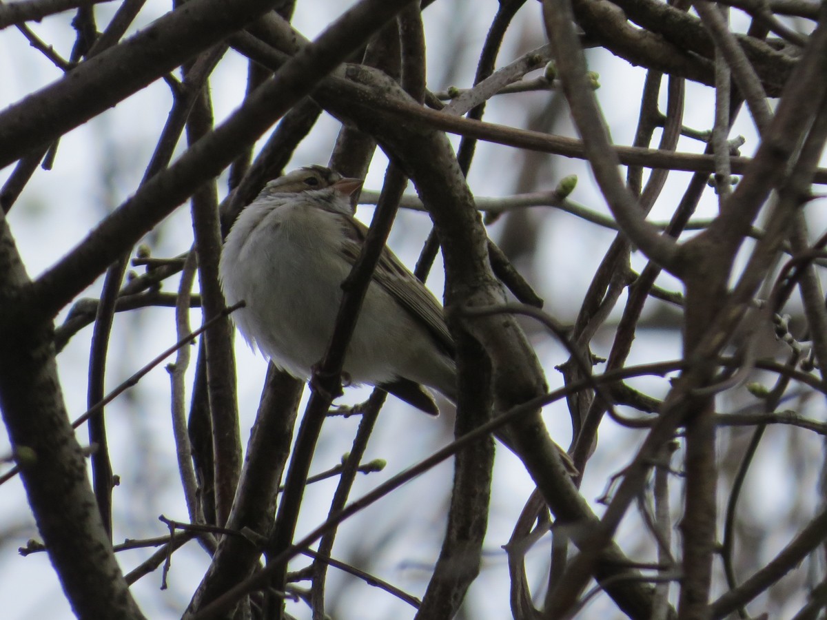 Clay-colored Sparrow - ML443942171