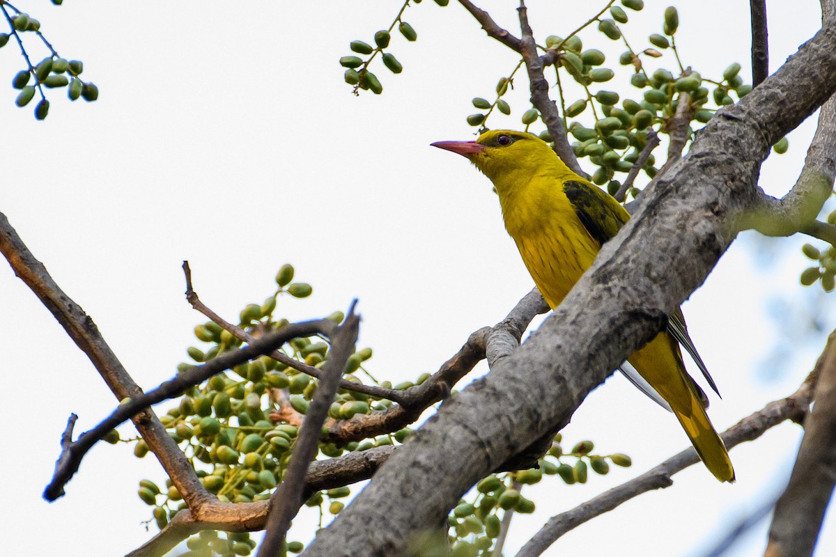 Indian Golden Oriole - Cyril Duran