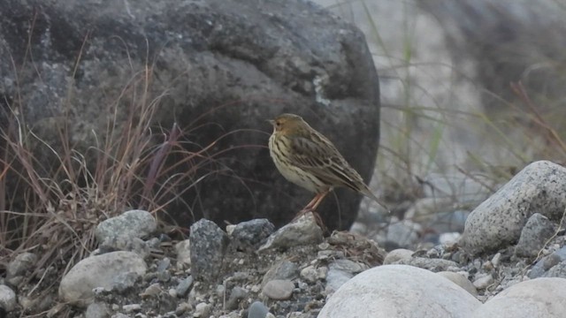 Red-throated Pipit - ML443958811