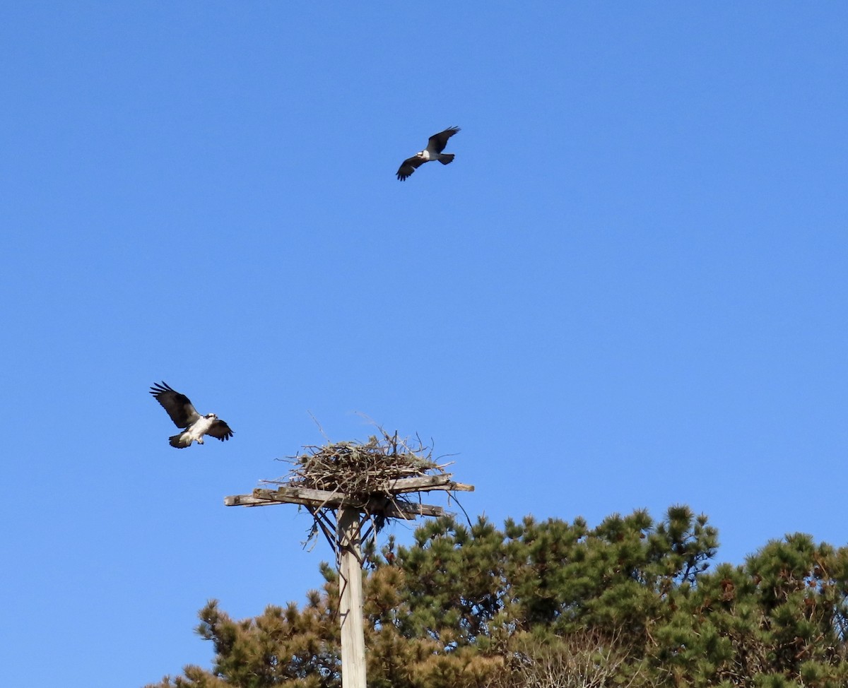 Mass Audubon EBird Checklist - 1 May 2022 - Felix Neck Wildlife ...