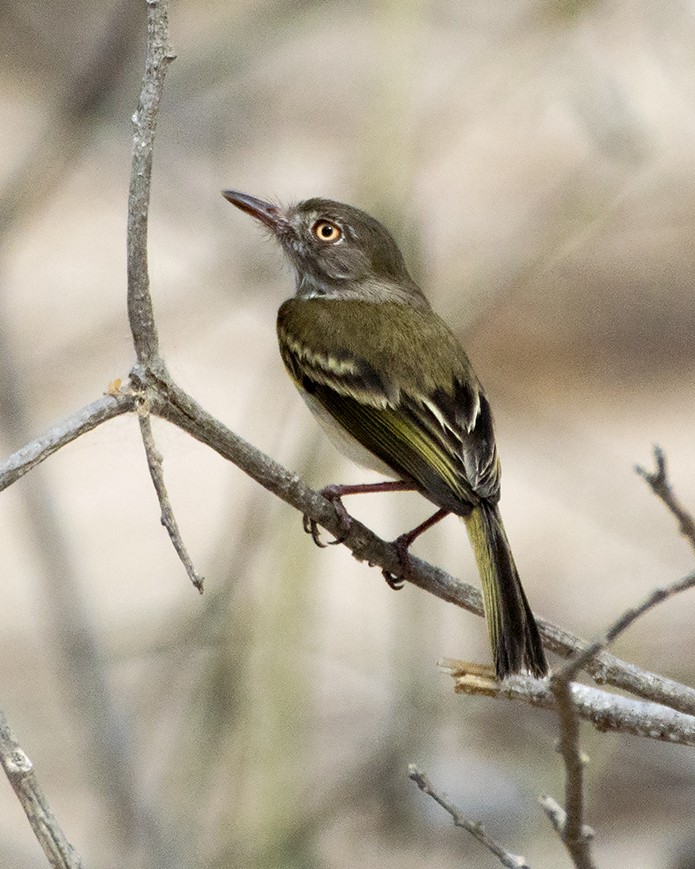 Pearly-vented Tody-Tyrant - ML44396331