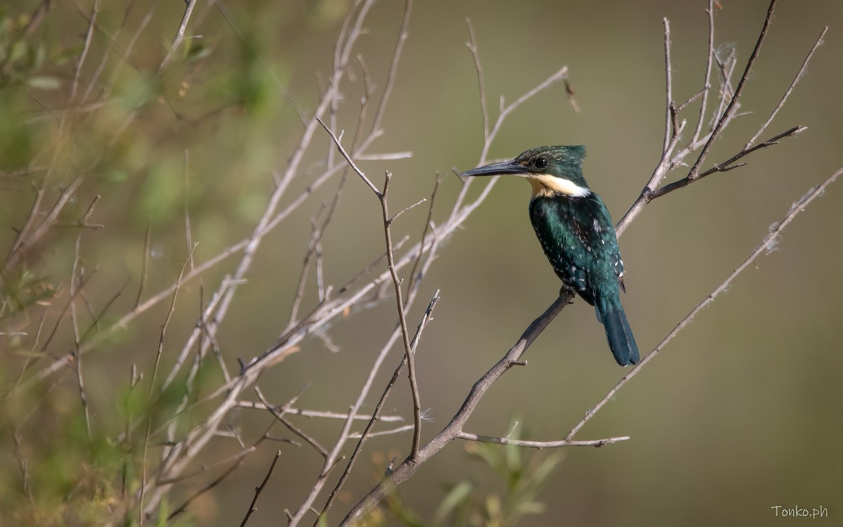 Green Kingfisher - Carlos Maure