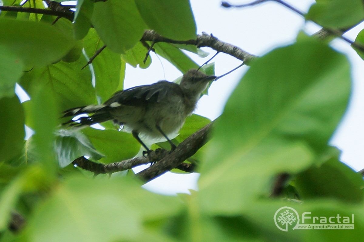 Tropical Mockingbird (San Andres) - ML44397261