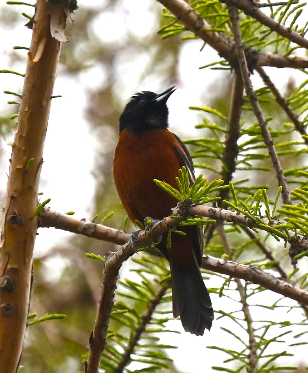 Orchard Oriole - ML443973591