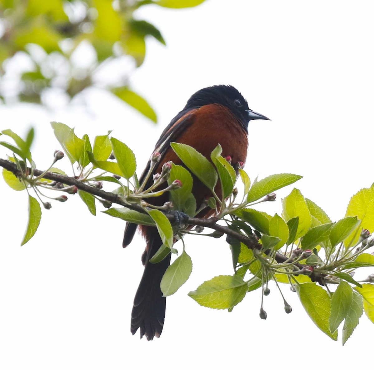 Orchard Oriole - ML443973601
