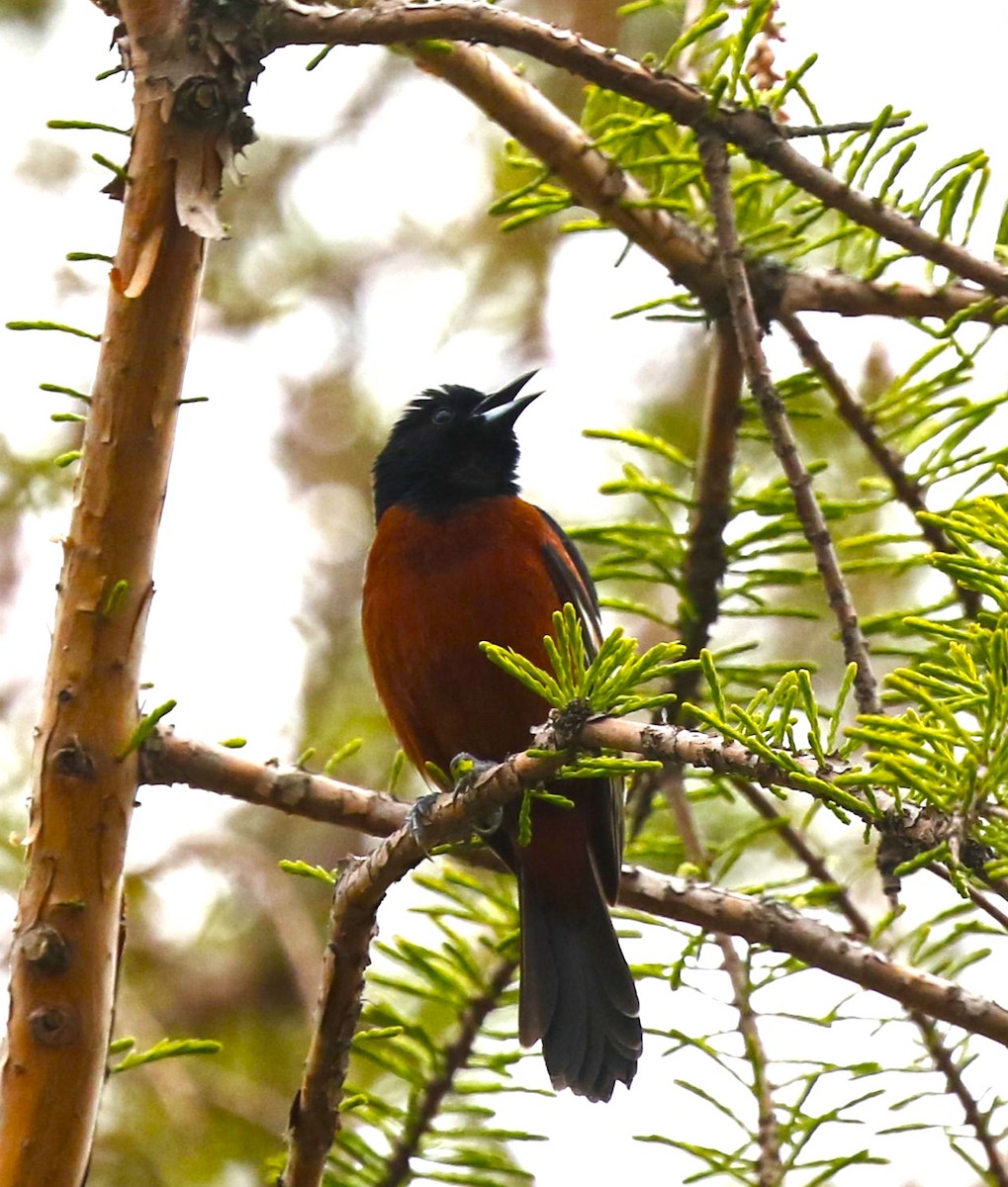 Orchard Oriole - ML443973621