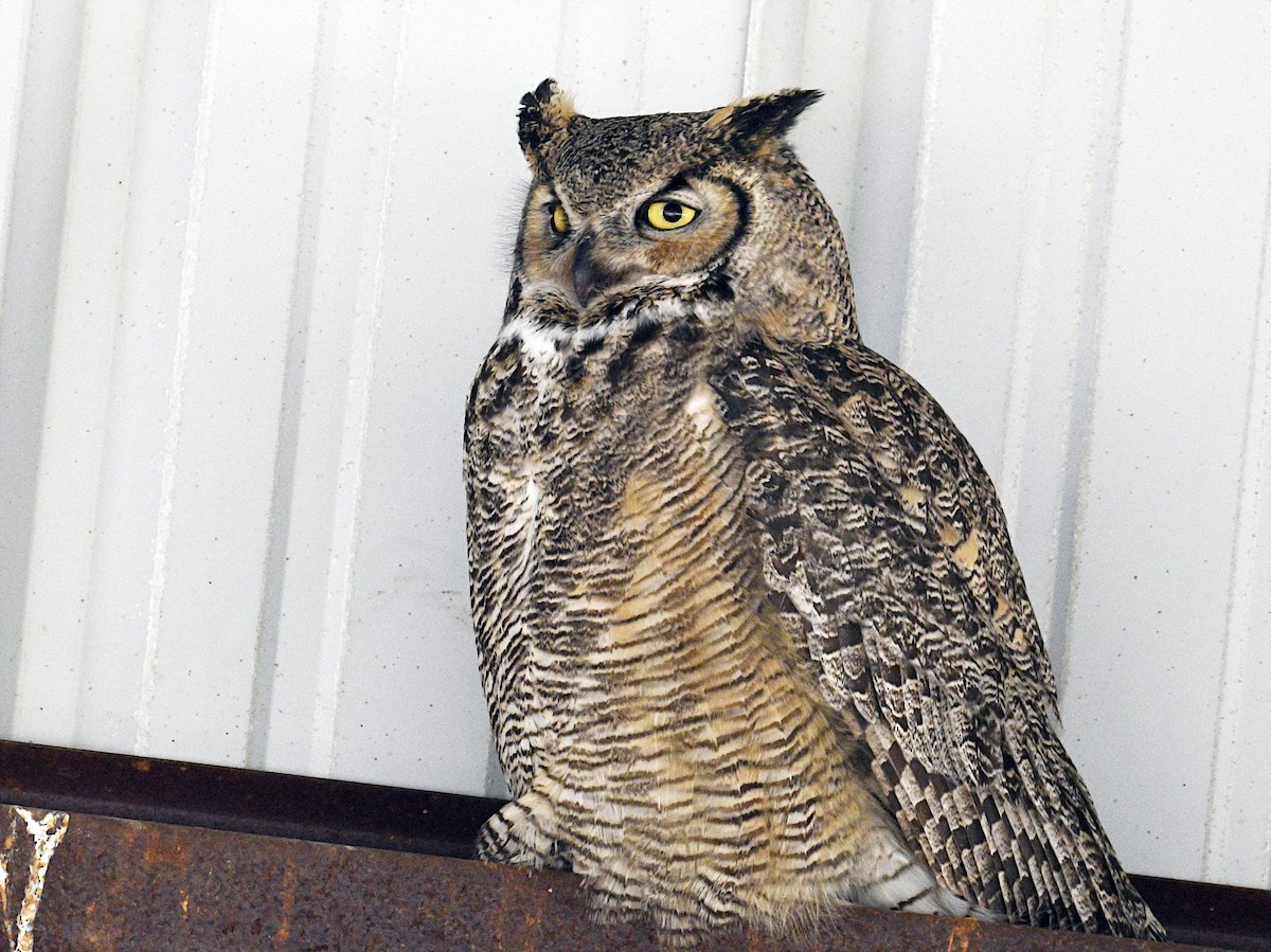 Great Horned Owl - ML443977511
