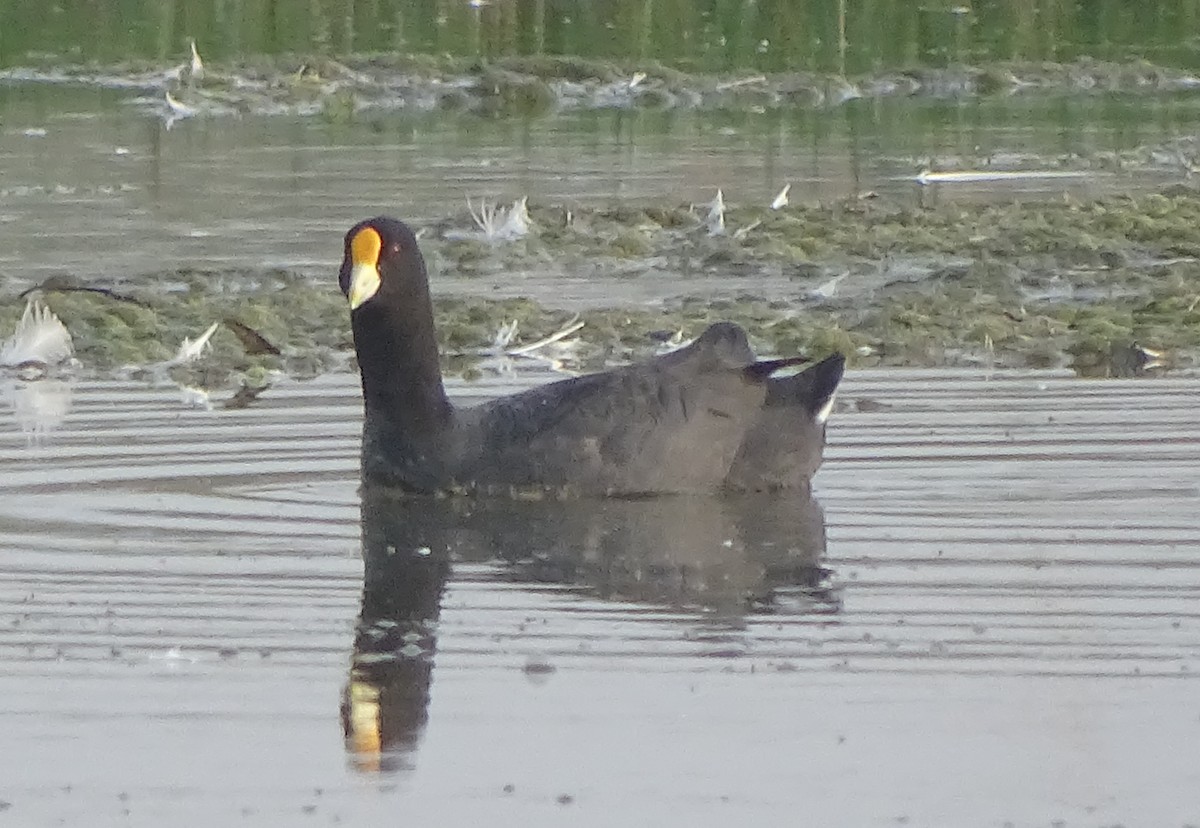 White-winged Coot - Charly Moreno Taucare