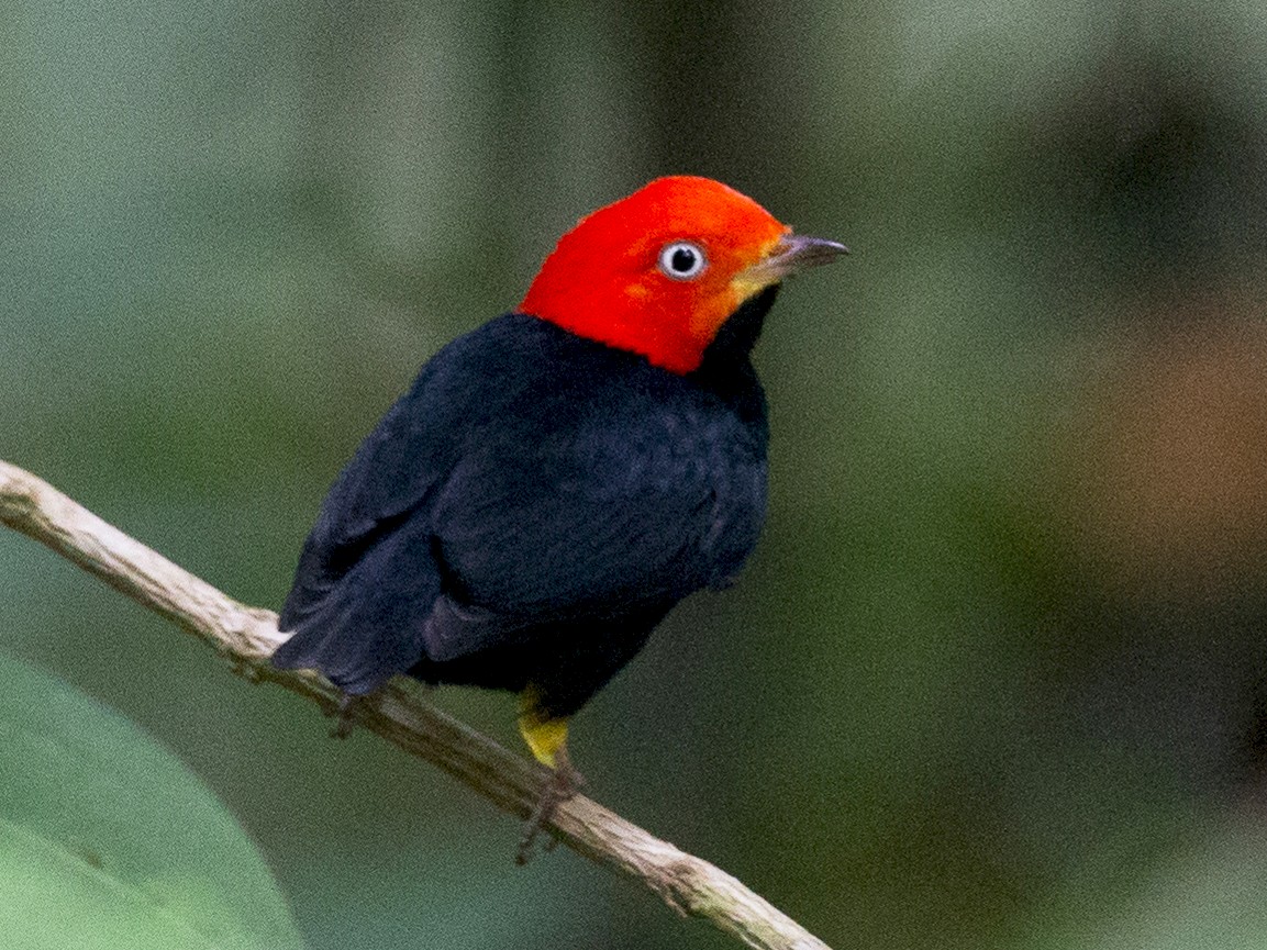 Red capped manakin