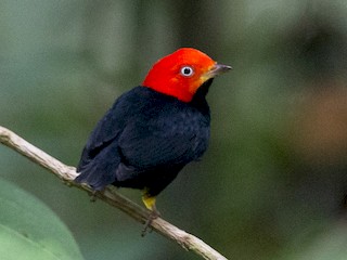  - Red-capped Manakin