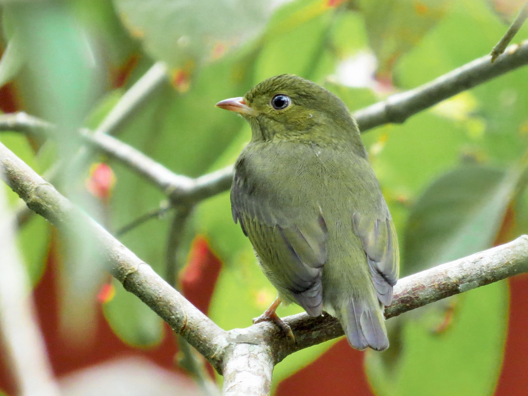 Red-capped Manakin - Oliver  Komar