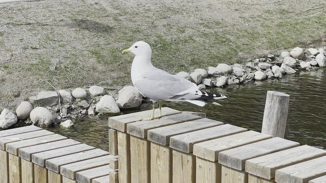 Common Gull (European) - ML443984401