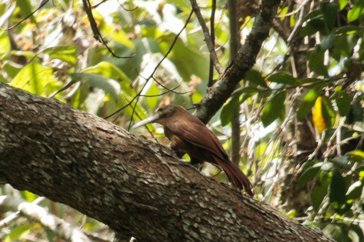 Strong-billed Woodcreeper - ML443988561