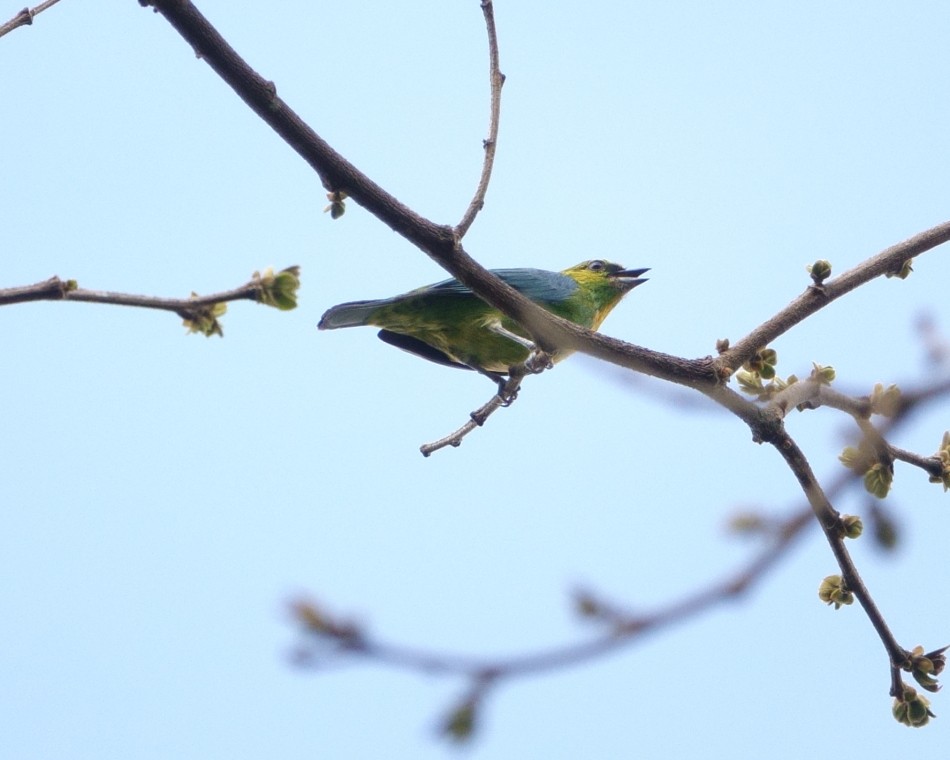 Dotted Tanager - ML443992551