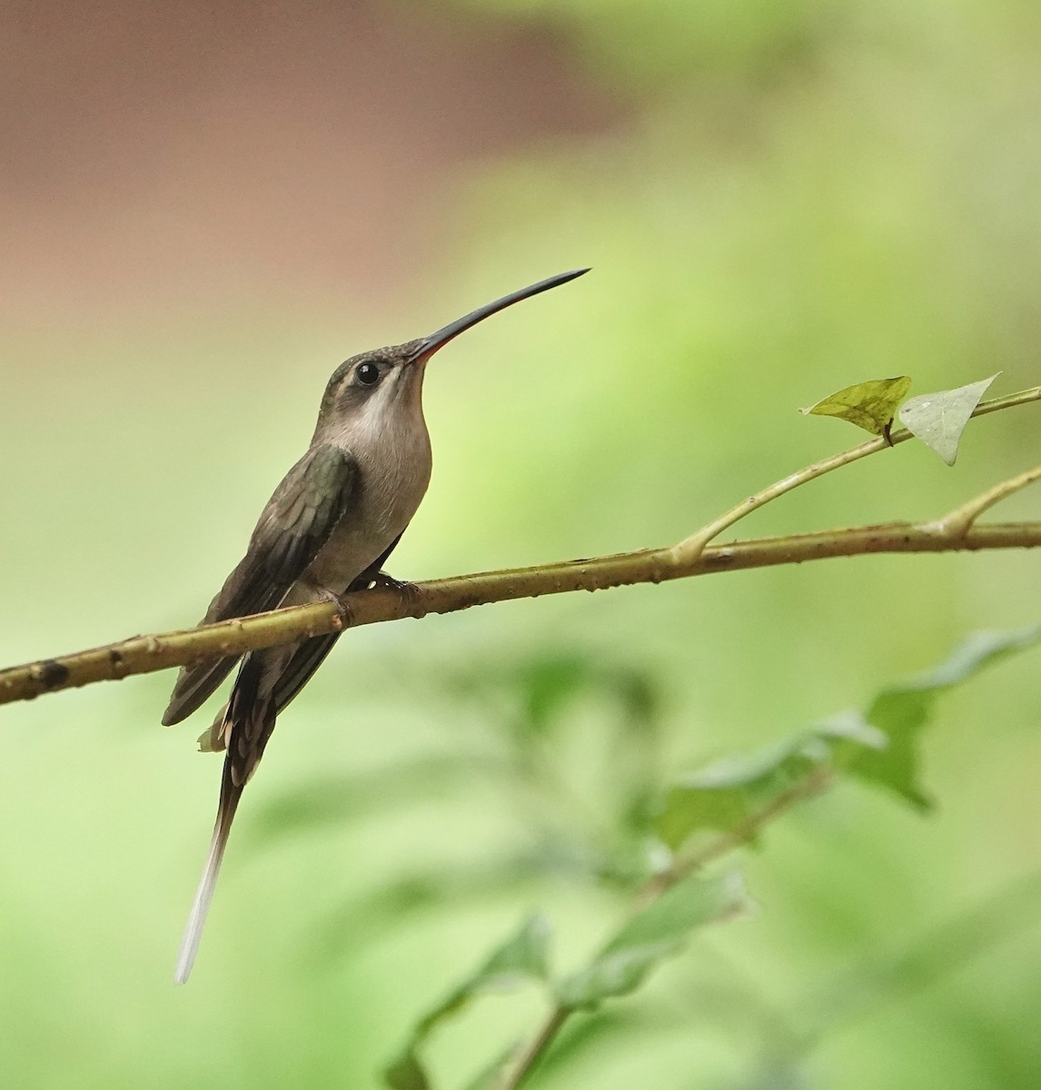 kolibřík šídlozobý - ML443996951