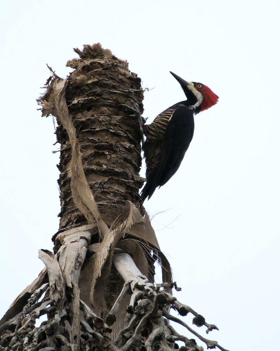 Crimson-crested Woodpecker - ML44399841