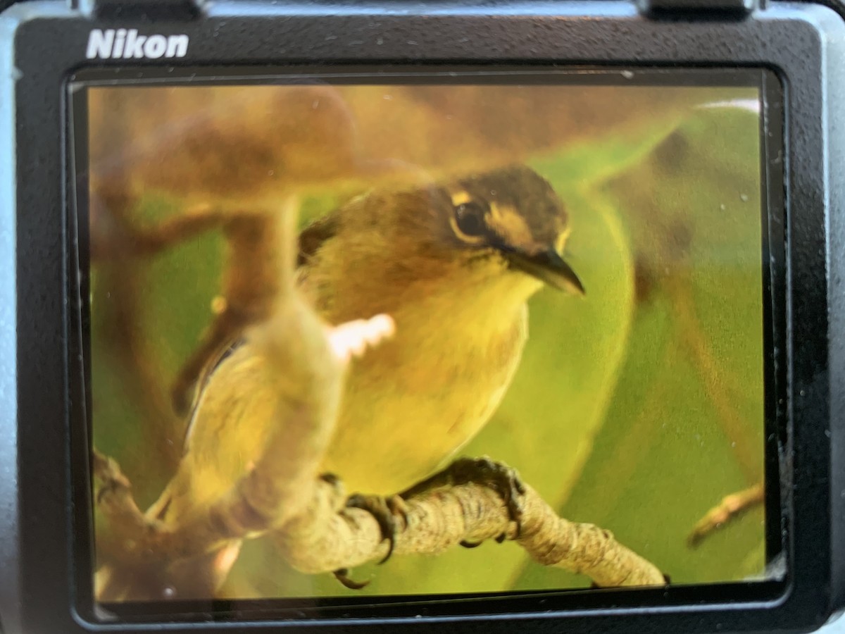 Thick-billed Vireo - ML443999761