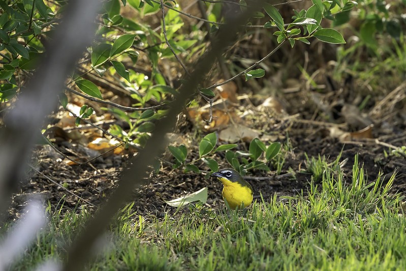 Yellow-breasted Chat - ML444001311