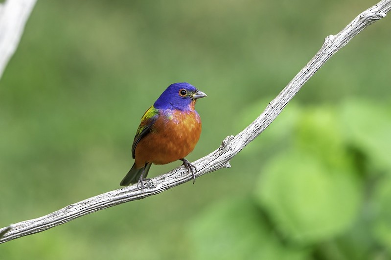 Painted Bunting - ML444001811