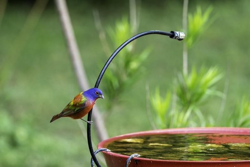 Painted Bunting - ML444001841