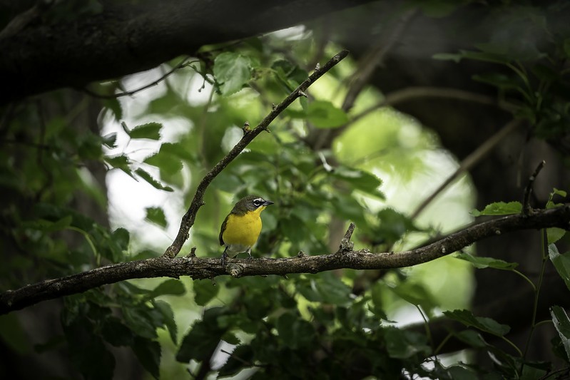 Yellow-breasted Chat - ML444001931