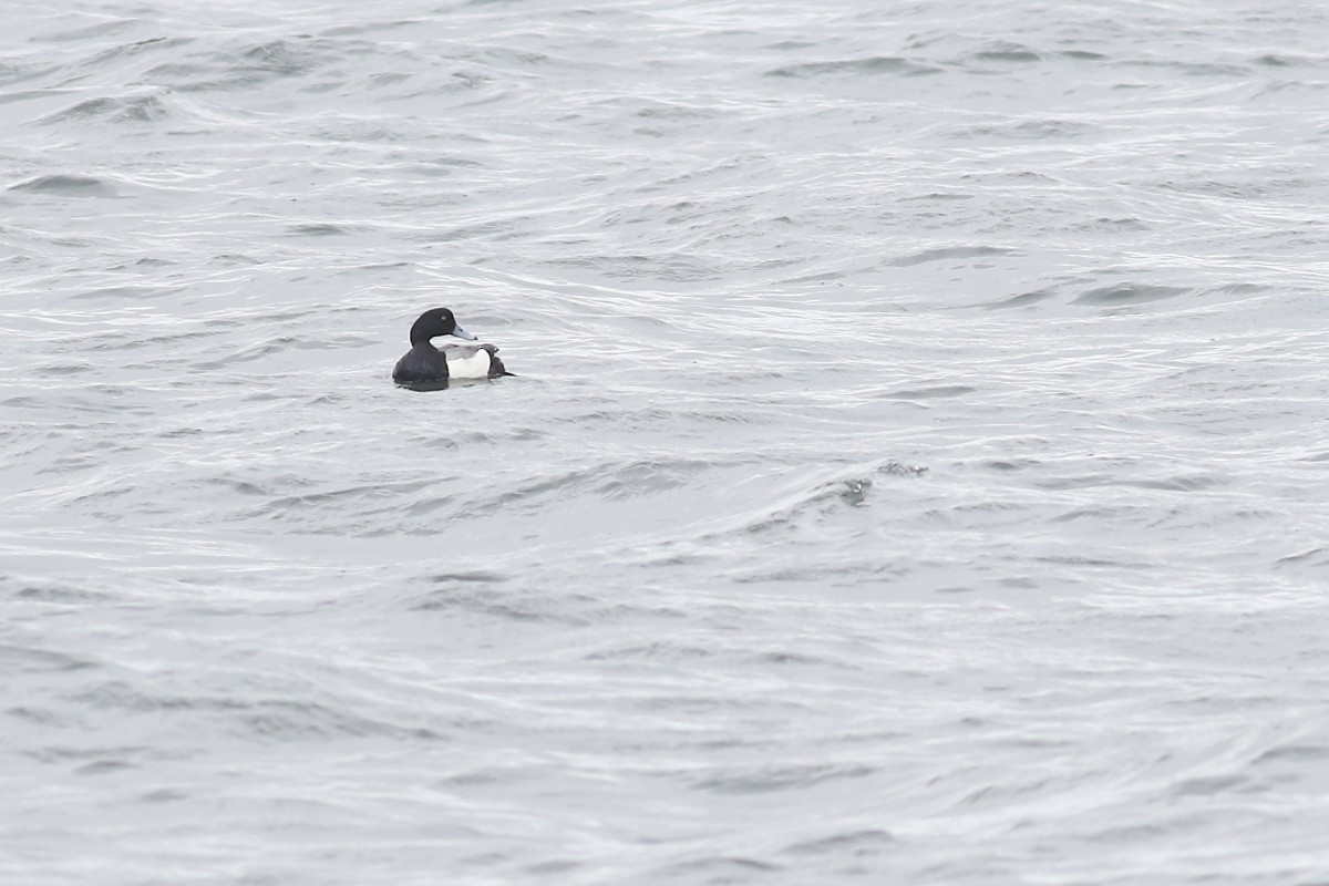 Greater Scaup - ML444002591
