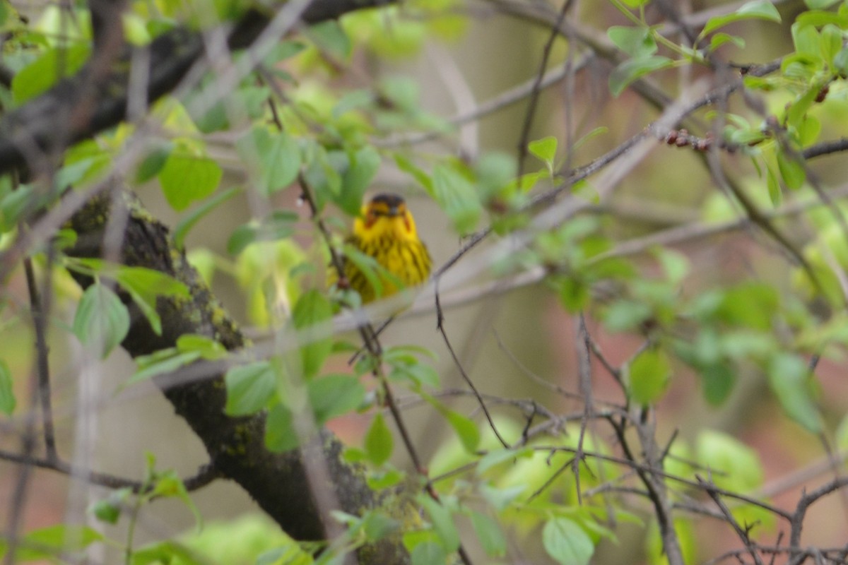 Cape May Warbler - ML444007551