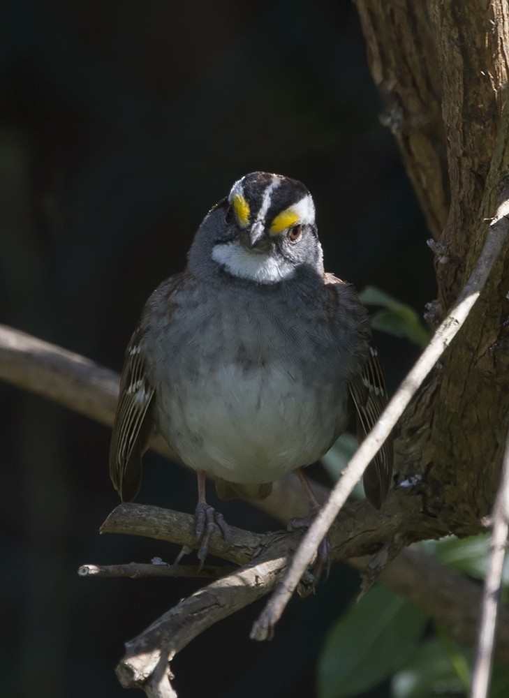 White-throated Sparrow - P Smith