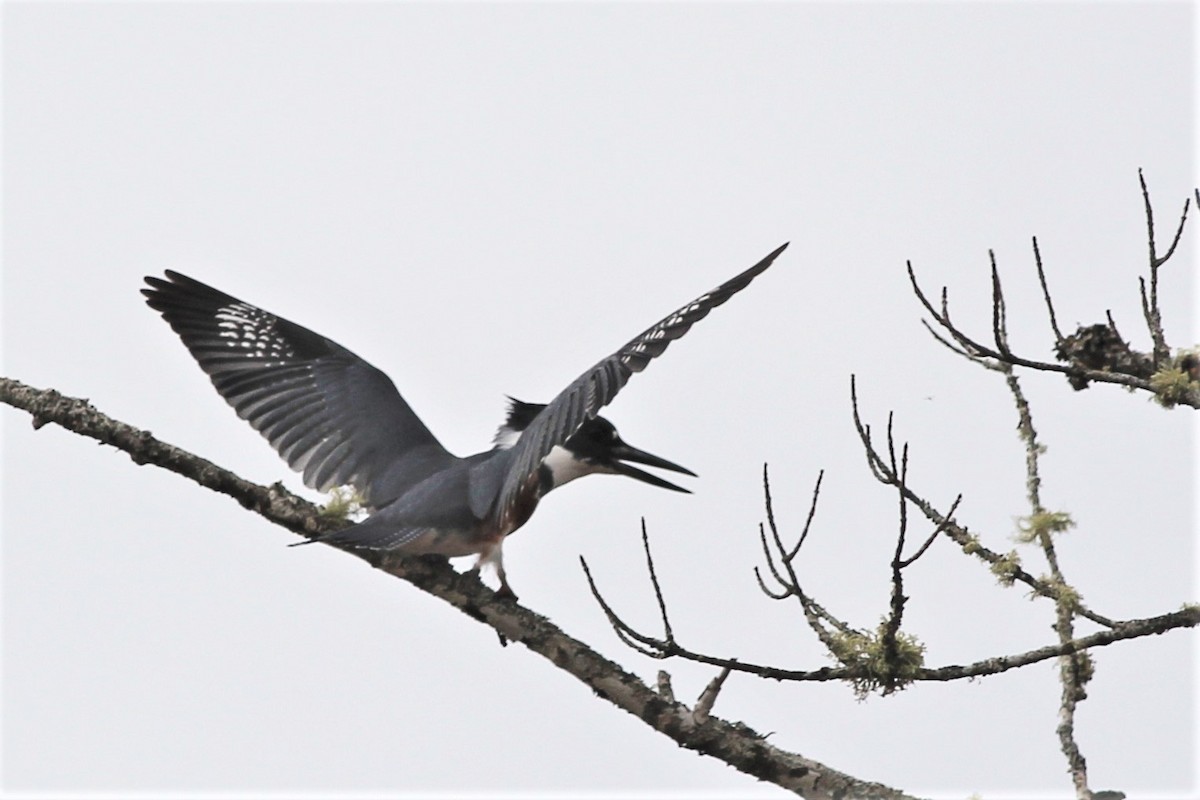 Belted Kingfisher - ML444016241