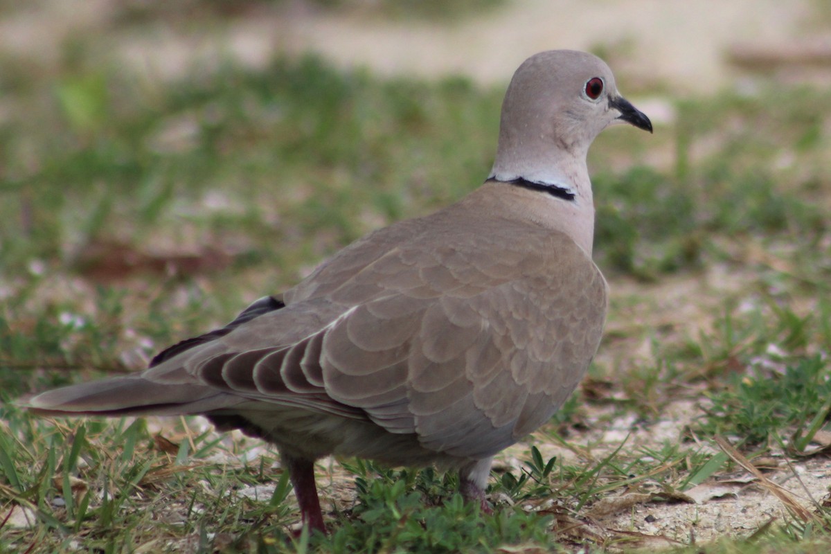 African Collared-Dove - ML444019481