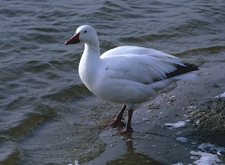 Snow Goose, ML444023331
