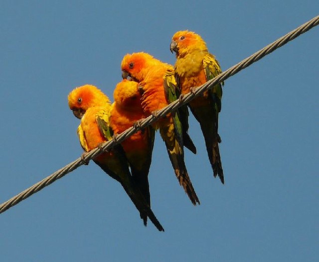 Birds allopreening. - Sun Parakeet - 