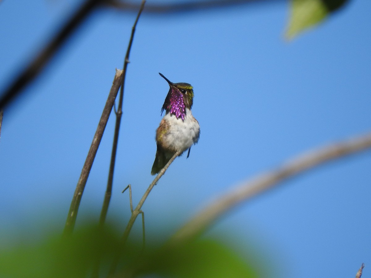 Bumblebee Hummingbird - Cole Gaerber