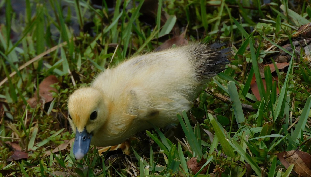 Muscovy Duck (Domestic type) - Mark Penkower