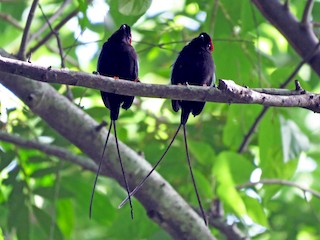 オナガセアオマイコドリ - eBird