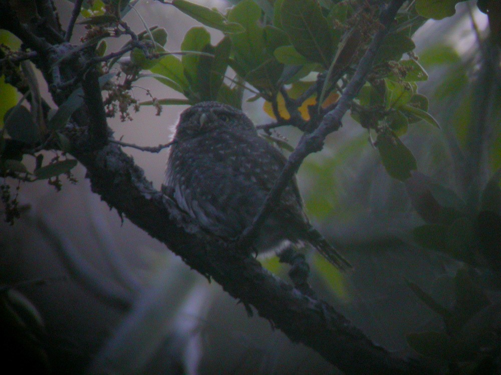 Northern Pygmy-Owl (Mountain) - ML44404341