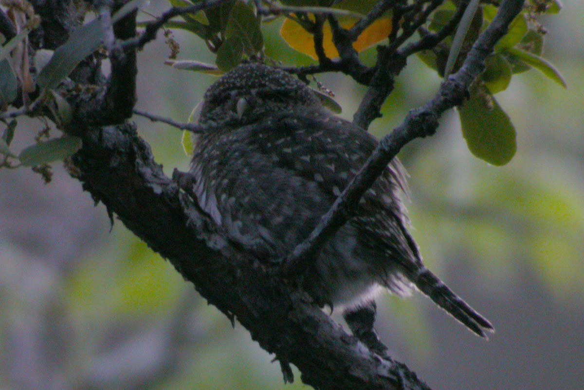 Northern Pygmy-Owl (Mountain) - ML44404351