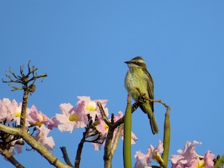 Piratic Flycatcher - eBird