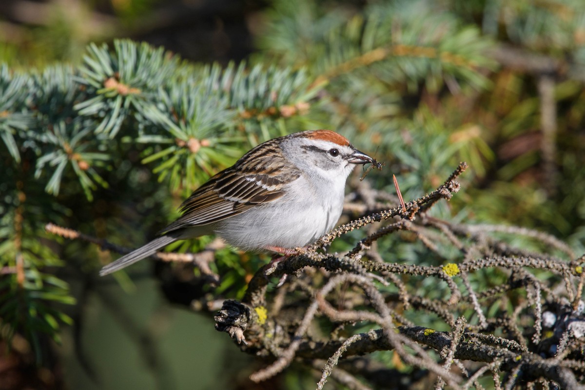 Chipping Sparrow - ML444044631